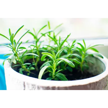Natural Stevia Plants